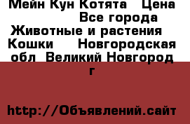 Мейн Кун Котята › Цена ­ 15 000 - Все города Животные и растения » Кошки   . Новгородская обл.,Великий Новгород г.